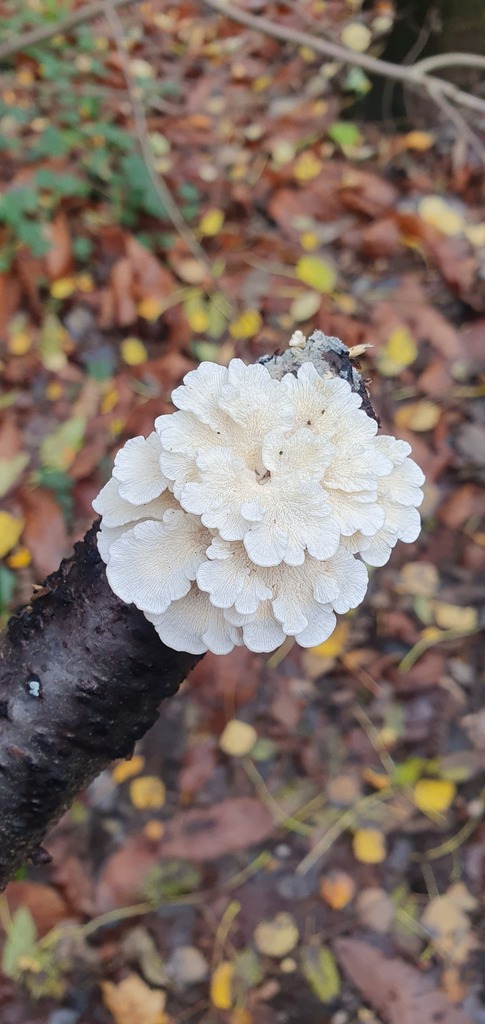 Plicatura crispa · November 2025 · photo: © bmapp02 (iNaturalist, cc0)