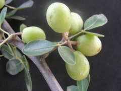 Commiphora leptophloeos