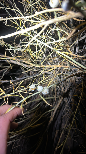 Unknown species found near Grand County, US-UT, US