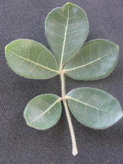 Commiphora leptophloeos