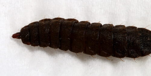 Unknown species found near Boone, Missouri, United States