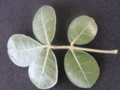 Commiphora leptophloeos