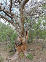 Commiphora leptophloeos