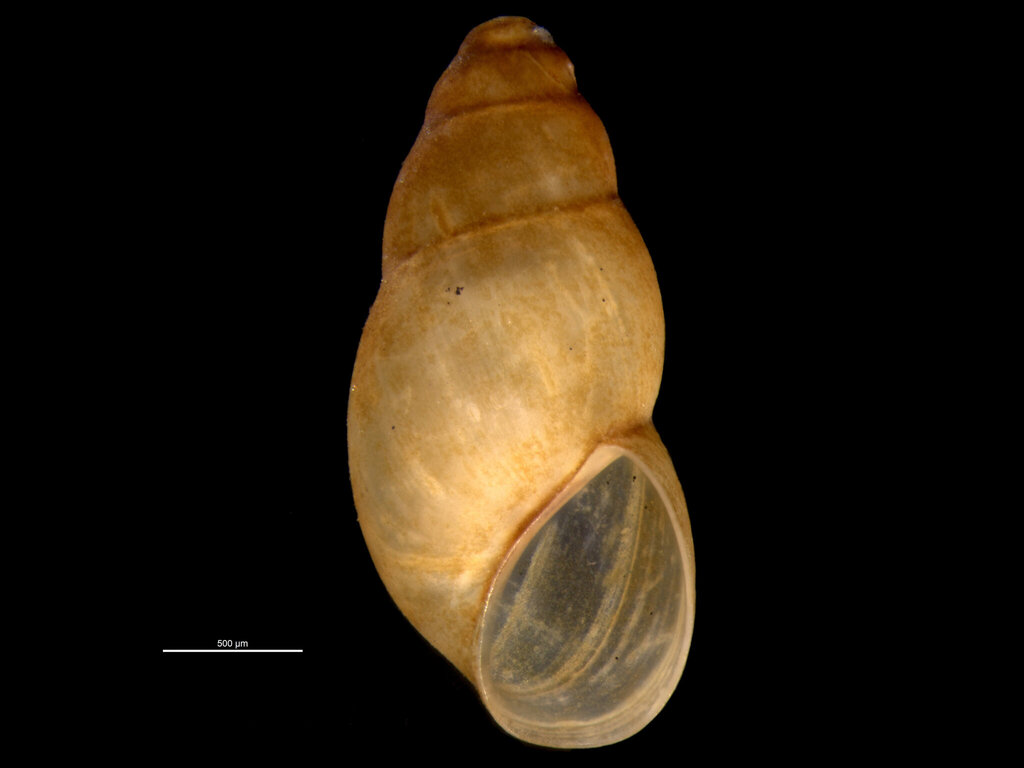 Hyala