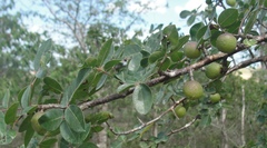 Commiphora leptophloeos