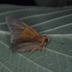 Euriphellus euribates