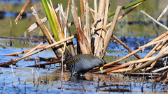 Porzana fluminea