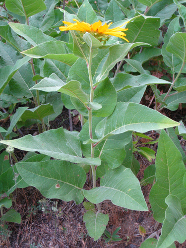 Agnorhiza