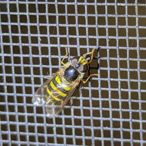 Unknown species found near Goose Creek, SC, USA