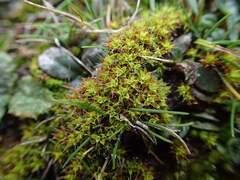 Syntrichia calcicola