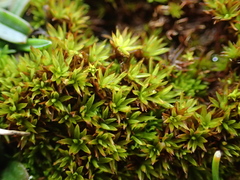 Trichostomum brachydontium