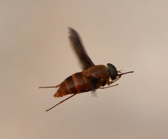Pangoniinae