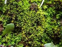 Trichostomum crispulum