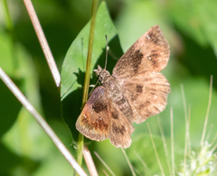 Staphylus ascalaphus