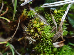 Weissia angustifolia