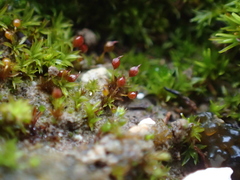 Microbryum rectum