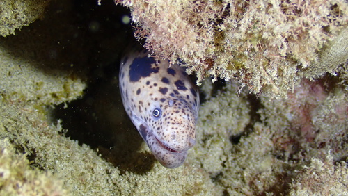 Scuticaria tigrina, 2025-11-16