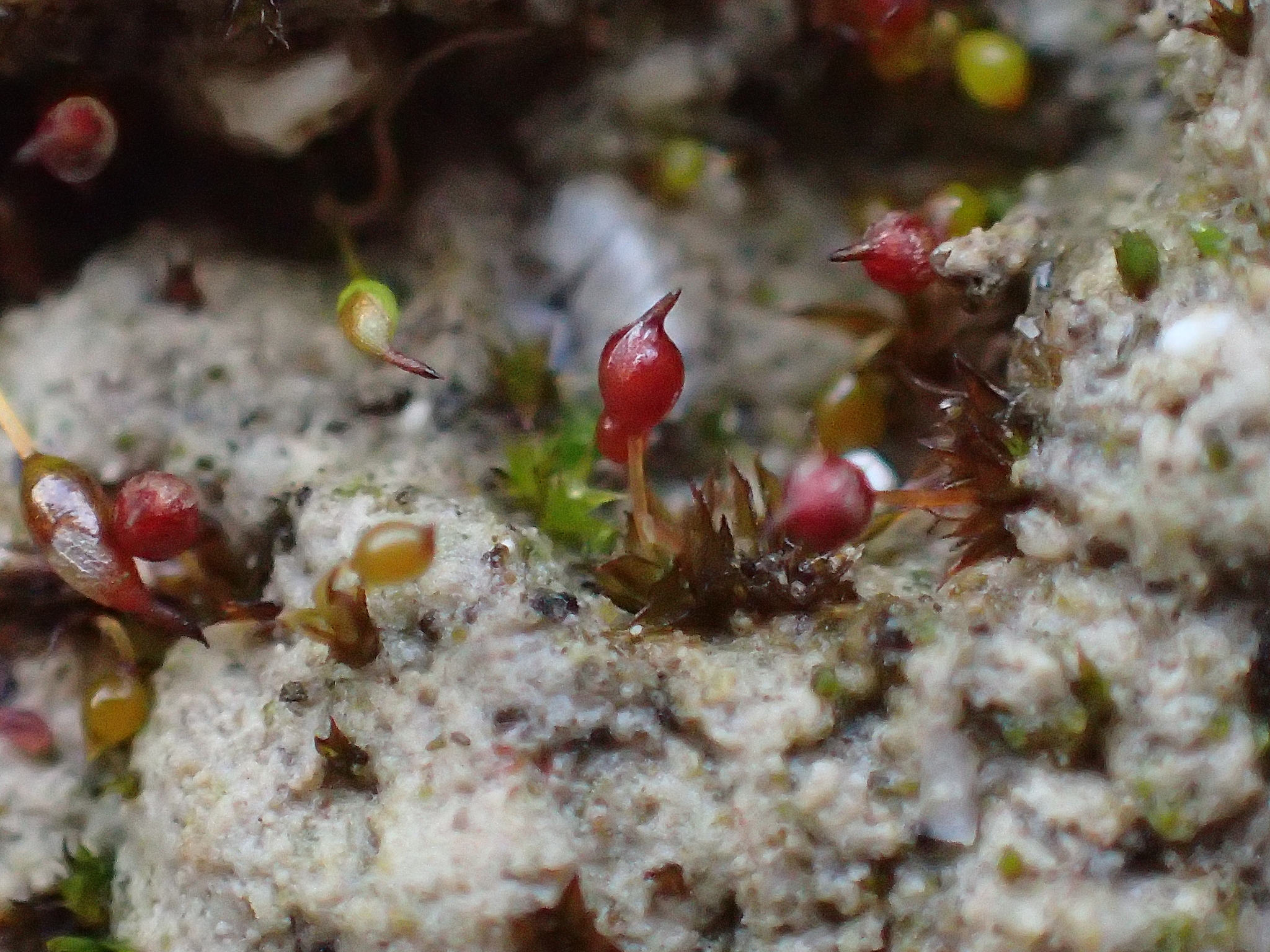 Microbryum