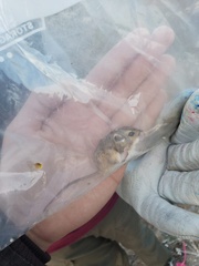 Chaetodipus hispidus