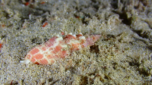 Mitra stictica observed 2025-11-16