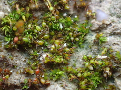 Microbryum curvicollum