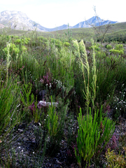 Leucadendron ericifolium
