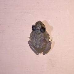 Eleutherodactylus cochranae