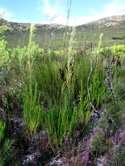 Leucadendron ericifolium