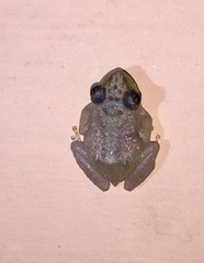 Eleutherodactylus cochranae