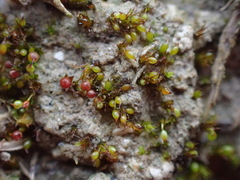 Microbryum curvicollum