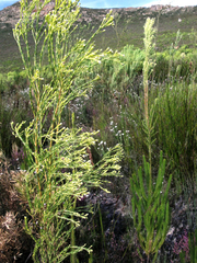 Leucadendron ericifolium