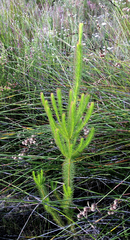 Leucadendron ericifolium