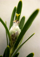 Leucadendron ericifolium