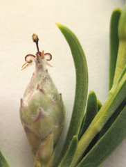 Leucadendron ericifolium