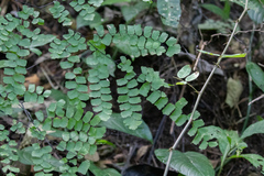 Adiantum amplum