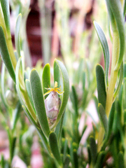 Leucadendron ericifolium