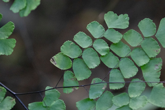 Adiantum amplum