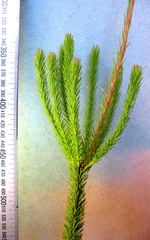 Leucadendron ericifolium