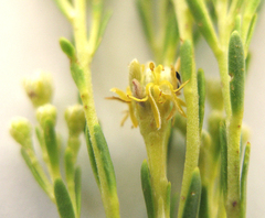 Leucadendron ericifolium