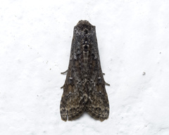 Stictopterinae