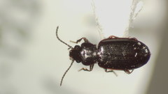 Tachyta angulata