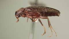 Serropalpus coxalis