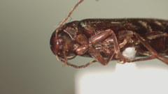 Serropalpus coxalis