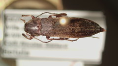Serropalpus coxalis