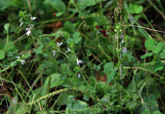 Euphrasia × vernalis