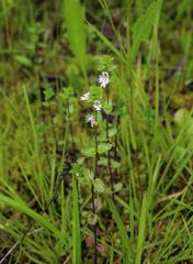 Euphrasia × vernalis