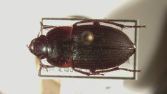 Anisodactylus merula