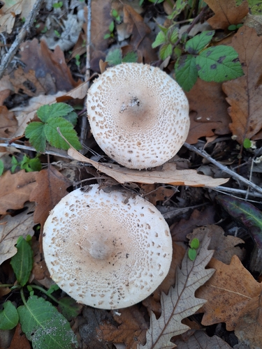 Macrolepiota mastoidea — (c) Dávid Horváth, some rights reserved (CC BY)