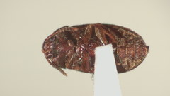 Mycetophagus pluripunctatus