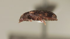Mycetophagus pluripunctatus